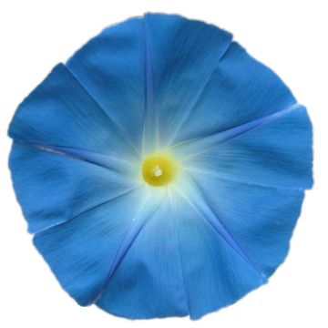 medium_volubilis - copie